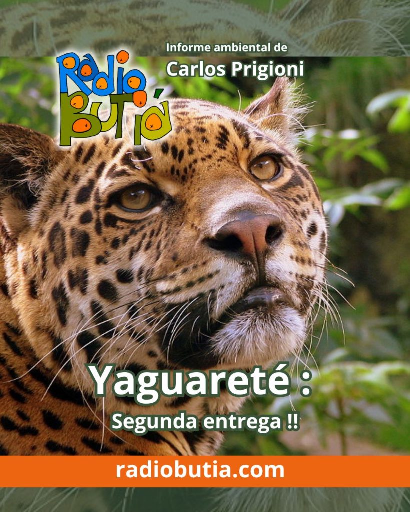 Yaguareté : Segunda entrega !!